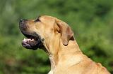 BOERBULL 077